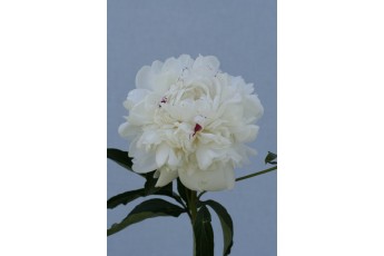 FESTIVA MAXIMA